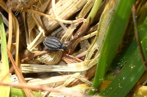 Réf. 204 187 : Acalypta sp.